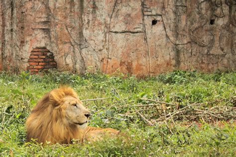 海口動物園哪個最好：深入剖析各園特色與優勢